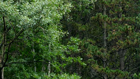 raining in the forest.