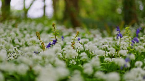 spring flowers in a forest meadow