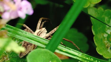 Makroaufnahmen-Von-Grasspinnen,-Die-Sich-Im-Schatten-Von-Hohem-Gras-Verstecken-4k