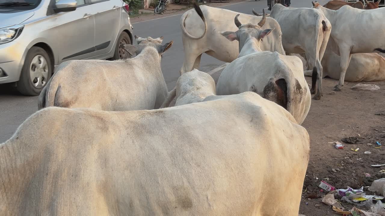 Cows on a Busy Indian Road