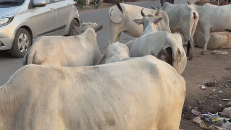 cows on a busy indian road