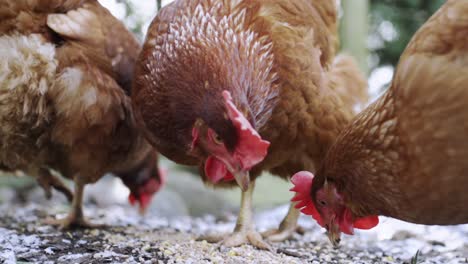 hens eating seeds