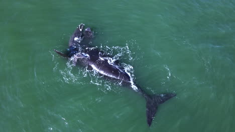 energético recién nacido ballena franca del sur cría nada sobre la madre logging en su espalda con aletas hacia arriba en la superficie del océano, vista aérea de arriba hacia abajo, hermanus