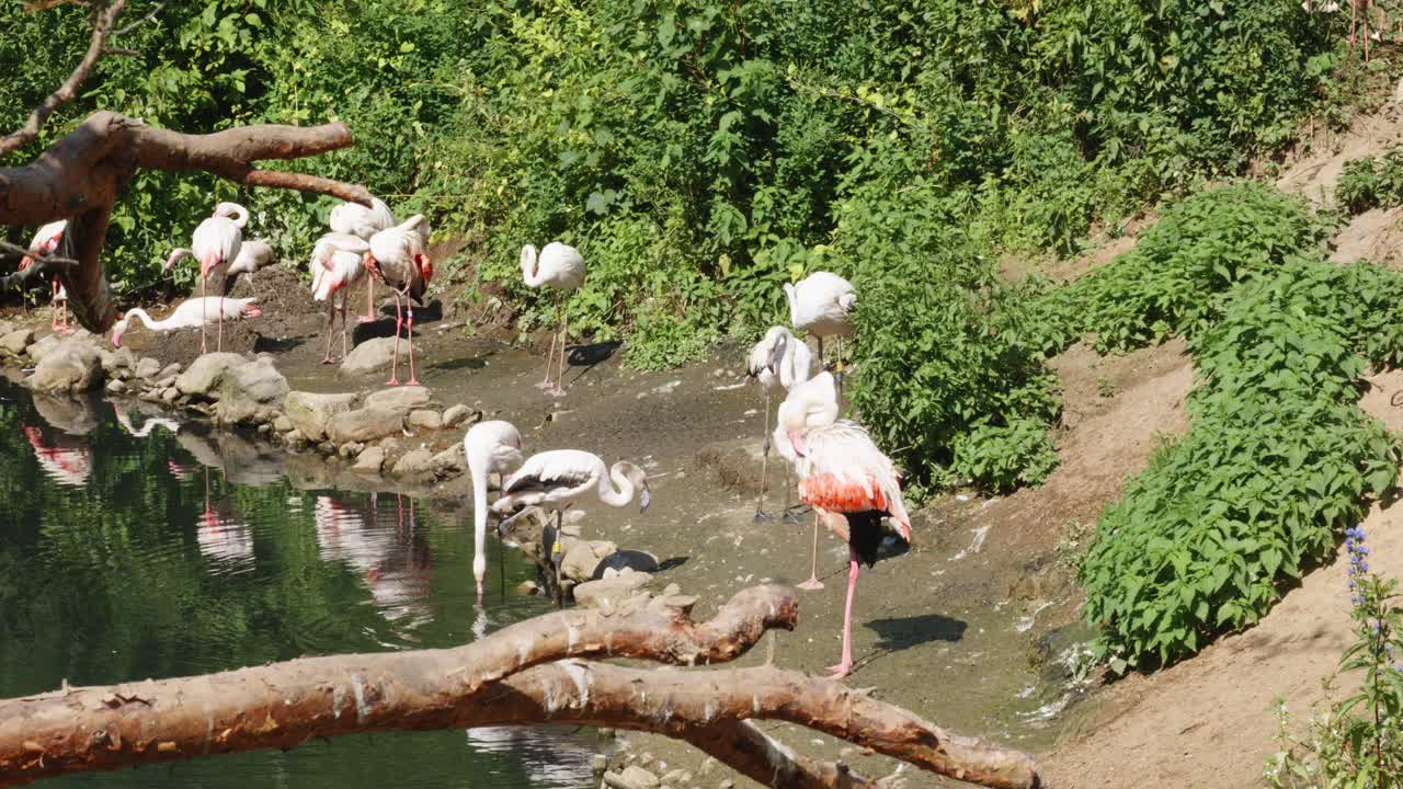 A flock of flamingos stands by the pond's edge