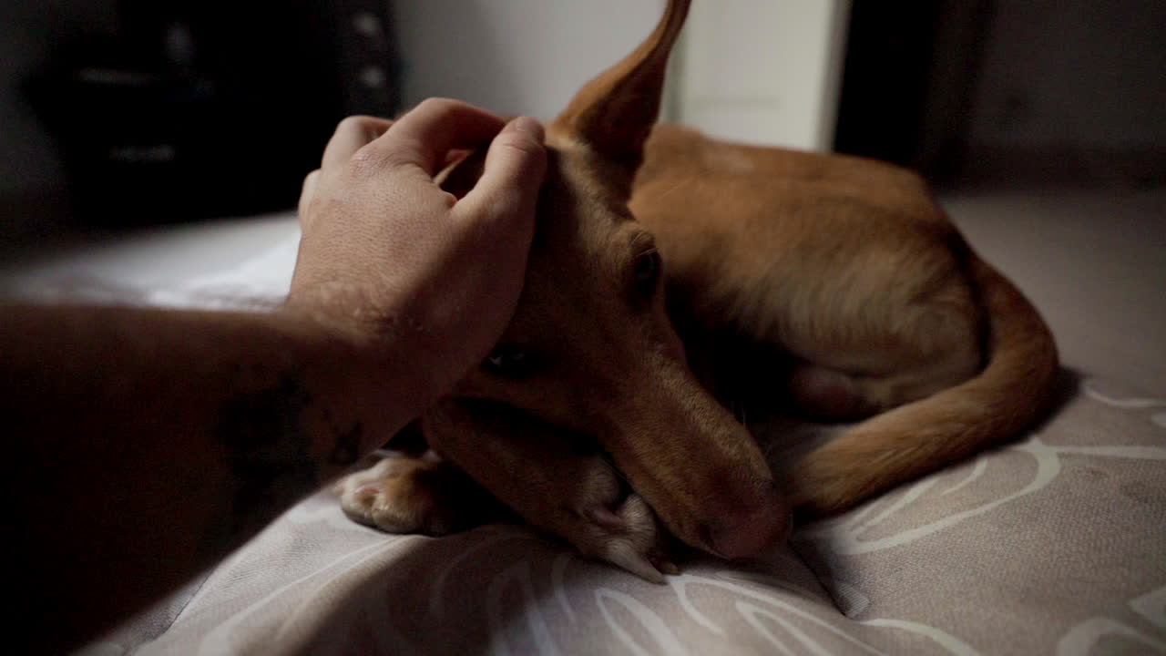 소파에서 평화롭게 잠들 수 있도록 애무하는 사냥개 인디 강아지