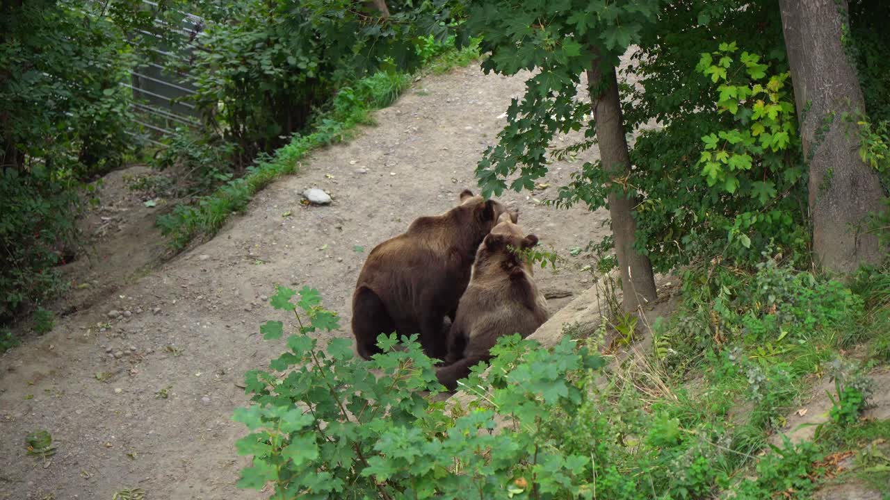 Playing brown bears inside the bear park in the capital city of Bern, Switzerland