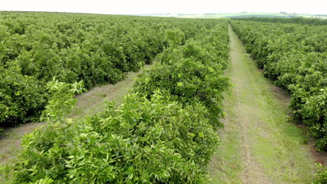 aerial video of oranges field