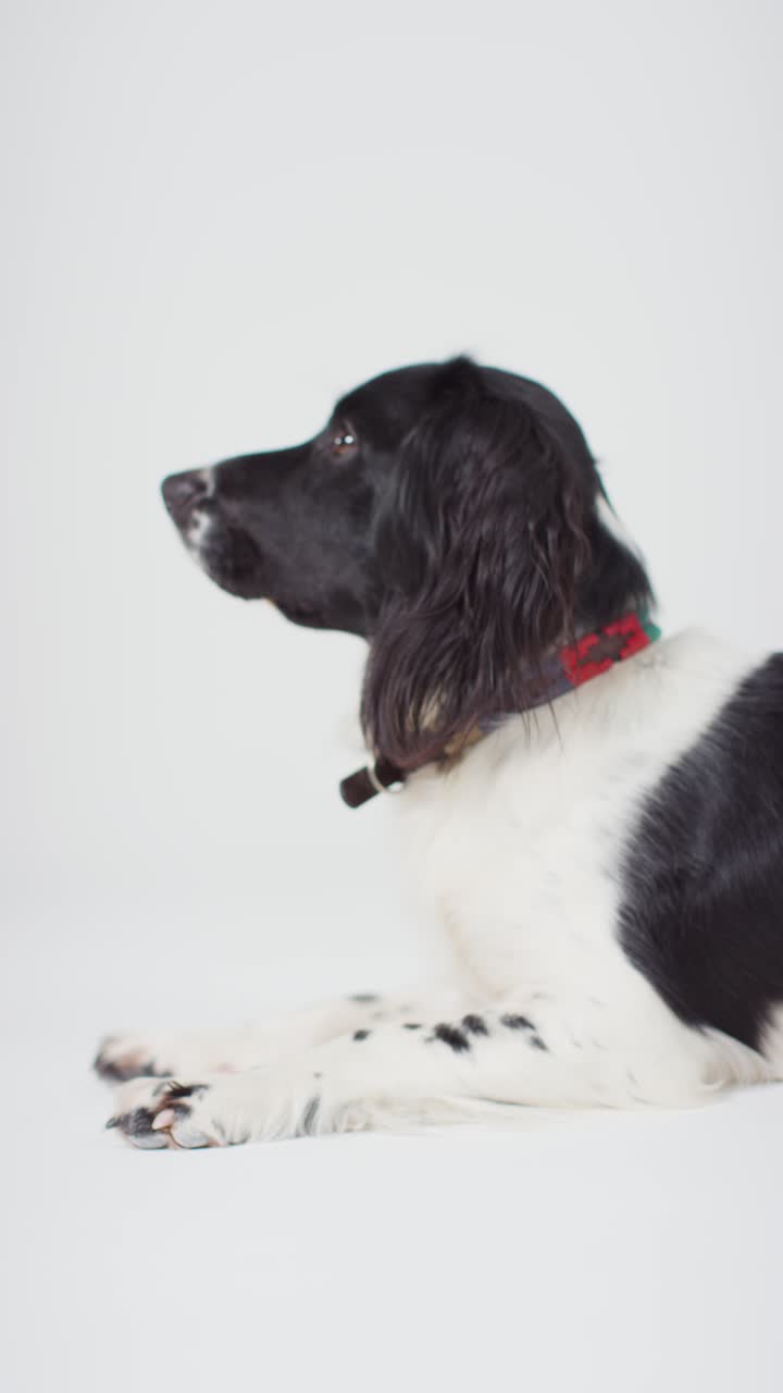 세로 은 개 는  03