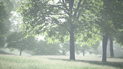 lush green young leaves of maple illuminated by bright sunlight at spring