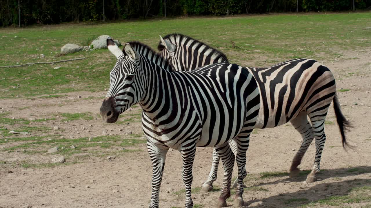 Vibrant zebras roaming their open zoo on a sunny day natural wildlife safari experience animals in spacious environment exploring interacting African horse running playing enjoying freedom