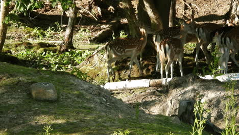 a group of young fallow deer walking away