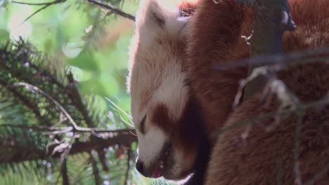 red panda sleeps