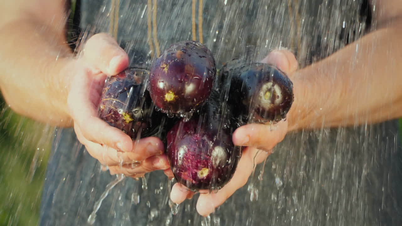 las manos del granjero sostienen berenjena madura bajo agua corriente