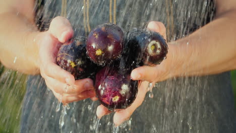 farmer's hands hold ripe eggplant under running water