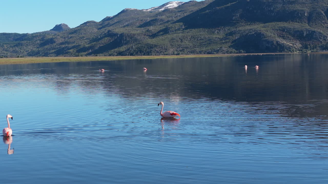 Flamingos in serene Patagonian lake with mountains, calm waters, and peaceful vibes