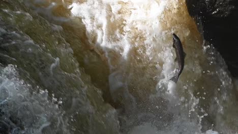 Wild-Atlantic-Salmon-jumping-against-the-fast-flowing-current-at-Buchanty-Spout-in-Scotland--Tripod-shot-slow-motion