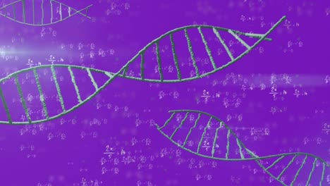 animation of dna strands spinning and mathematical data processing over purple background