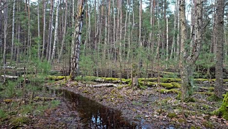 un bosque inundado con un arroyo corriendo a través de él