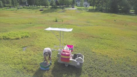 Agricultural-worker-unloading-crates-of-blueberries-form-a-harvesting-machine-in-a-field