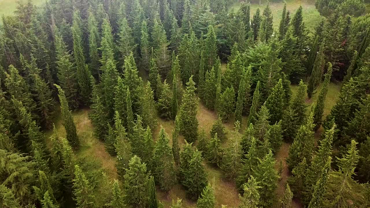 Foresta tranquilla a Mafra, Portogallo