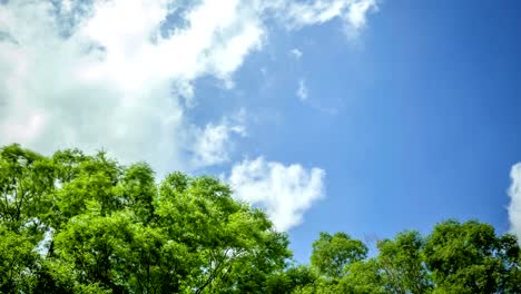 cielo azul y árboles