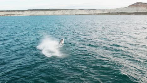 Whale-Breaching-off-Puerto-Piramides,-Argentina