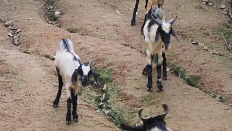 cabras en un camino de tierra