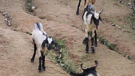 goats on a dirt path