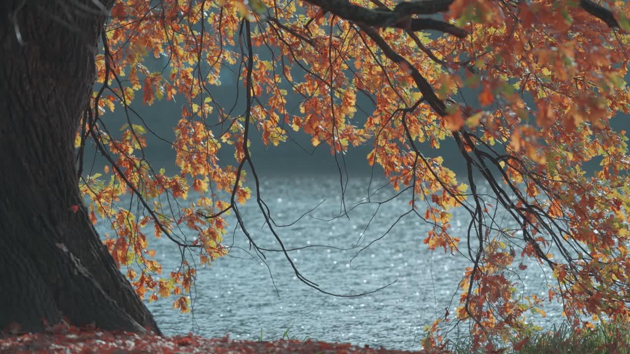 A magnificent old oak tree, covered with autumn leaves, stands on the bank of the small pond its branches hanging low above the water. Parallax shot, bokeh background.