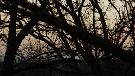 timelapse of sunset through trees