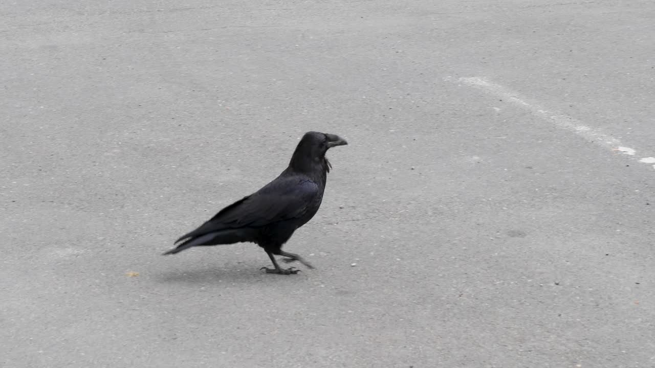Raven walking on the street in Sitka, Alaska.
