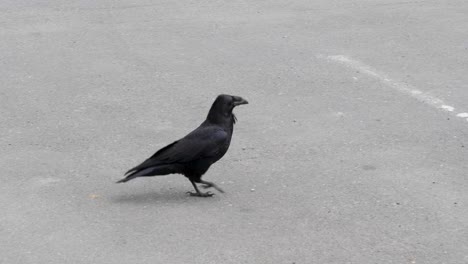 raven walking on the street in sitka, alaska.