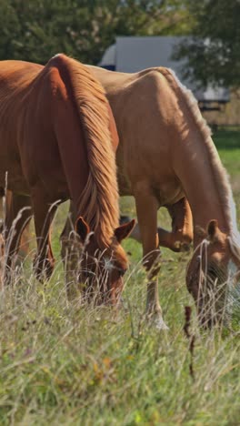los hermosos caballos pastan pellizcando la hierba