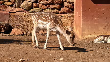 Junges-Rehkitz-Kalb-Im-Zoo-Von-Athen-Attika,-Glücklich-Wackeln-Schwanz-In-Gefangenschaft