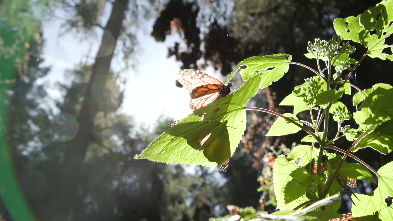 dos mariposas monarca sentadas en una hoja