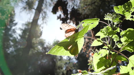 two monarchs butterflies sitting on a leaf