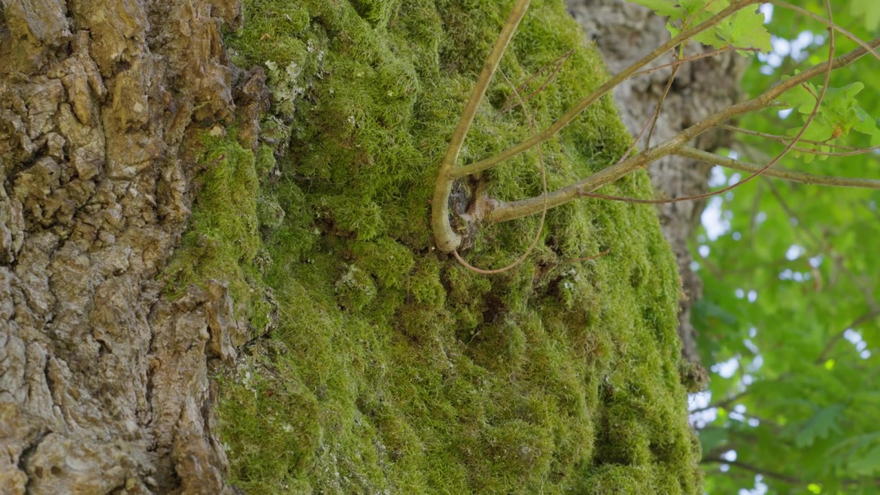 Primo piano dettagliato di muschio verde vibrante che copre la corteccia ruvida di un albero con giovani rami, catturato all'aperto in una luce diurna nitida e uniforme.
