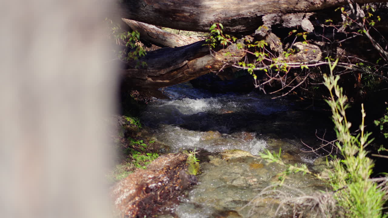 A serene stream flowing through a lush forest, surrounded by rocks and vibrant greenery, slow motion pan reveal