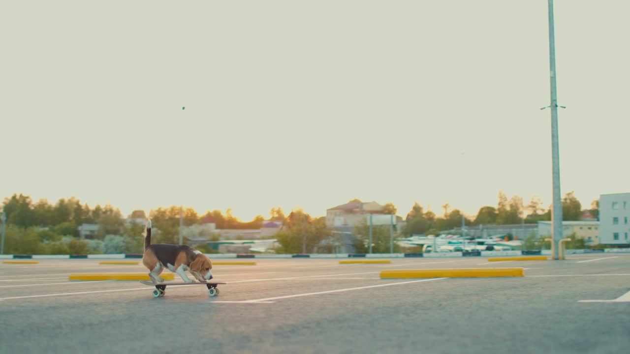 el perro beagle se entrena para montar en patineta con su dueño en el estacionamiento