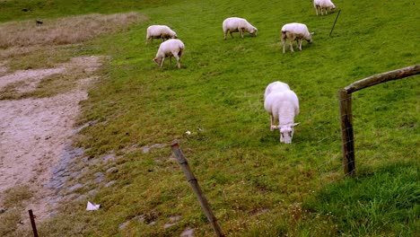 Ovejas-Comiendo-Hierba-Verde.-Mar-Del-Norte,-Sylt