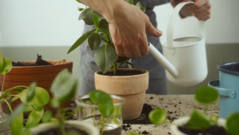 crop woman watering pilea peperomioides plant