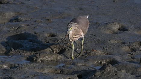 One-of-the-Pond-Herons-found-in-Thailand-which-display-different-plumages-according-to-season