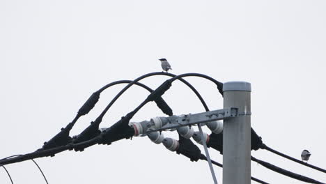 Gruppe-Von-Azurflügeligen-Elstern,-Die-Auf-Strommasten-In-Tokio,-Japan,-Fliegen-Und-Hocken---Nahaufnahme