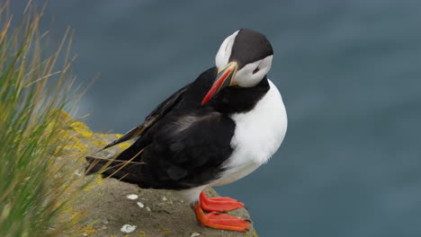 still shot of a puffin scratching itself with its beak on latrabjard cliffs