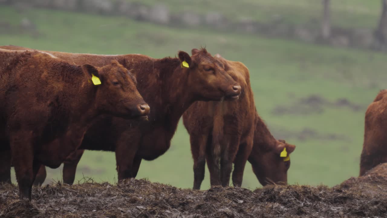 cerca de un rebaño de vacas masticando el alimento al mismo ritmo