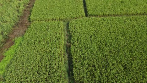 Aerial-view-shot-of-vast-paddy-field