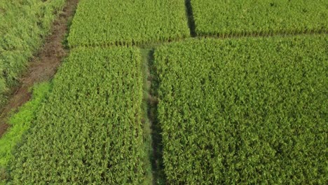 aerial view shot of vast paddy field