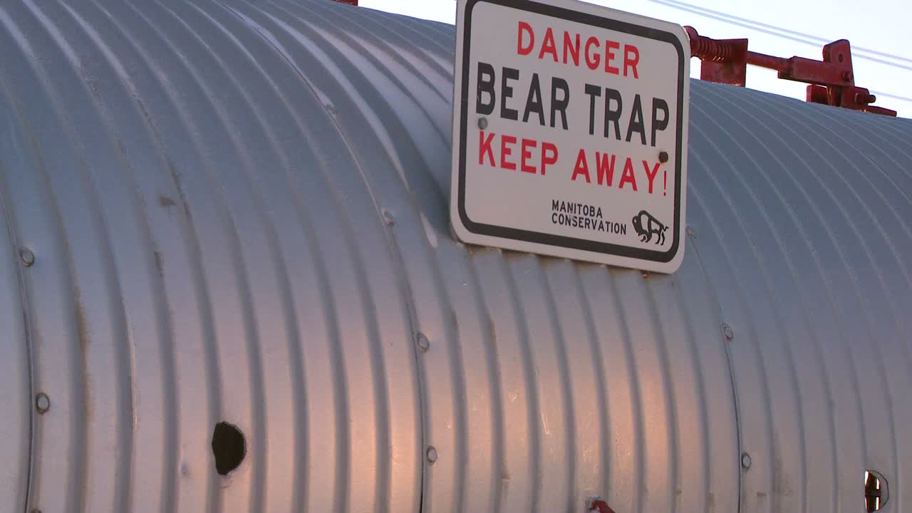 잘못 행동하는 북극곰은 캐나다 처칠 매니토바의 강철 곰 덫에 걸려 있습니다.