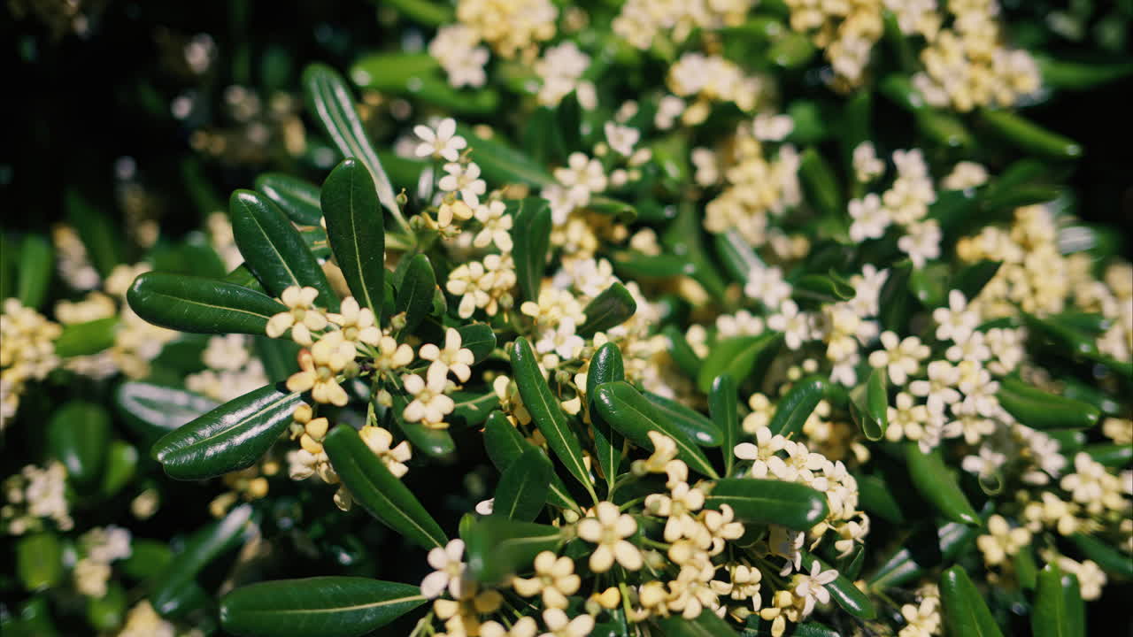 Close up of white Japanese cheesewood flowers in the sunlight