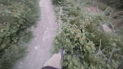 person walking on a fallen tree in forest